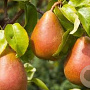 Pyrus c. 'Precoce Morettini' 14-16 HA cont. 90L