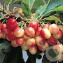 Prunus a. 'Coeur de Pigeon Clair' 18-20 HA cont. 130L