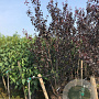 Prunus cer. 'Nigra' 200-250 cm cont. 70L meerstammig