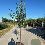 Prunus d. 'Reine Claude Verte' 12-14 HA 35L