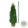 Thuja occ. 'Smaragd' 140-160 cm met kluit extra