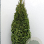 Thuja occ. 'Smaragd' 160-180 cm met kluit extra