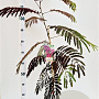 Albizia julibr. 'Summer Chocolate' 100-125 cm 3,0L