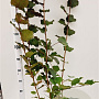 Corylus m. 'Purpurea' 100-125 cm 50L