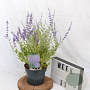 Perovskia 'Blue Spire' 30-40 cm 3,0L