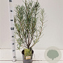 Salix rosmarinifolia 50-60 cm 2,5L