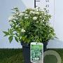 Spiraea jap. 'Albiflora' 25-30 cm 3,0L