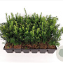 Taxus media 'Groenland' 20-25 cm P9