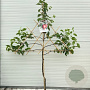 Malus d. 'Cox's Orange Pippin' 100 cm stam cont. 60L lei 150x120 4 etages