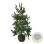 Pinus strobus 150-175 cm met kluit extra