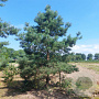 Pinus sylv. 'Glauca' 50-60 cm met kluit extra