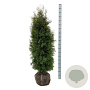 Thuja occ. 'Pyramidalis Compacta' 140-160 cm met kluit extra