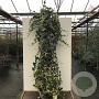 Hedera alg. 'Gloire de Marengo' 40-60 cm 2,0L met stok
