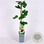 Ficus carica 40-60 cm 2,0L met stok