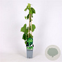 Vitis 'Vroege van der Laan' 40-60 cm 2,0L met stok