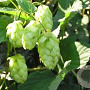 Humulus l. 'Magnum' GM 2,0L