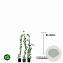 Hedera helix 80-100 cm P11 Gestokt