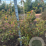 Acer capillipes 100-125 cm met kluit