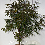 Acer griseum 80-100 cm met kluit