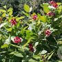 Calycanthus floridus 125-150 cm met kluit solitair