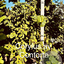 Corylus a. 'Contorta' 175-200 cm met kluit solitair