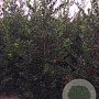 Ilex aq. 'J.C. van Tol' 100 cm stam met kluit bol 40-50
