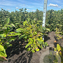 Magnolia sieboldii 80-100 cm met kluit