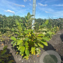Magnolia sieboldii 100-125 cm met kluit