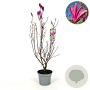 Magnolia 'Susan' 80-100 cm 7,5L met knop