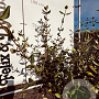 Viburnum burkwoodii 60-80 cm met kluit