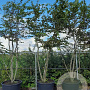 Carpinus betulus 300-350 cm draadkluit meerstammig