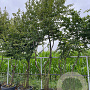 Carpinus betulus 350-400 cm draadkluit meerstammig
