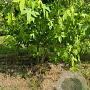 Liquidambar styraciflua 250-300 cm draadkluit meerstammig