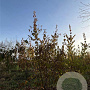 Cornus mas 200-250 cm draadkluit meerstammig