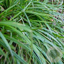 Carex morrowii 'Irish Green' GM P9