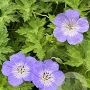 Geranium 'Azure Rush' GM P9