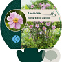 Anemone hyb. 'Königin Charlotte' GM P9