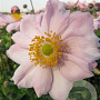 Anemone hyb. 'Königin Charlotte' GM P9