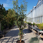 Acer griseum 175-200 cm 50L