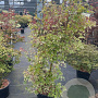 Acer pal. 'Oridono-nishiki' 125-150 cm 20L