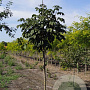 Aesculus carnea 'Briotii' 14-16 HO draadkluit