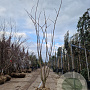 Albizia julibrissin 200-250 cm draadkluit meerstammig