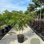 Albizia julibrissin 250-300 cm draadkluit meerstammig