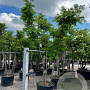 Albizia julibrissin 300-350 cm draadkluit meerstammig