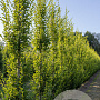 Carpinus bet. 'Fastigiata' 14-16 cm draadkluit geveerd
