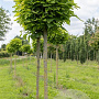 Catalpa bignonioides 'Nana' 16-18 cm draadkluit 225 cm stam boven vered.