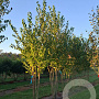 Cercidiphyllum japonicum 175-200 cm draadkluit meerstammig