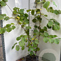 Corylus avellana 150-175 cm met kluit