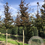 Fagus syl. 'Atropunicea' 25-30 HO draadkluit