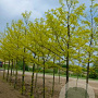 Gleditsia triac. Spectrum 250-300 cm draadkluit meerstammig